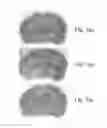 Fig. 15 - Methods of producing stem cell conditioned media