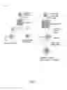Fig. 04 - HUMAN MULTIPOTENT EMBRYONIC STEM CELL-LIKE PROGENITOR CELLS