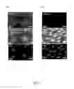 Fig. 07 - HUMAN MULTIPOTENT EMBRYONIC STEM CELL-LIKE PROGENITOR CELLS