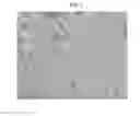 Fig. 06 - Regulating stem cells