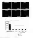 Fig. 05 - METHOD OF CULTURING CANCER STEM CELLS