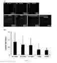 Fig. 07 - METHOD OF CULTURING CANCER STEM CELLS