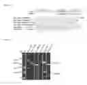 Fig. 12 - Mutated rep encoding sequences for use in AAV production