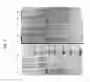 Fig. 02 - Arginine improves polymerase storage stability