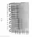 Fig. 04 - Arginine improves polymerase storage stability