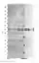 Fig. 05 - Arginine improves polymerase storage stability