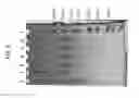 Fig. 06 - Arginine improves polymerase storage stability