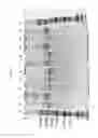 Fig. 07 - Arginine improves polymerase storage stability