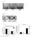 Fig. 02 - Heat stable keratinase and use thereof
