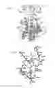Fig. 11 - Heat stable keratinase and use thereof