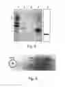 Fig. 06 - Heparin affinity tag and applications thereof