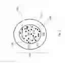 Fig. 02 - Magnetic microcarriers