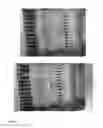Fig. 19 - Methods and apparatuses for gene purification and imaging