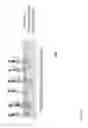 Fig. 30 - Methods and apparatuses for gene purification and imaging