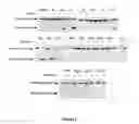 Fig. 03 - PEPTIDE-PRESENTING PROTEIN AND PEPTIDE LIBRARY USING SAME