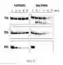 Fig. 05 - Nuclease-resistant DNA analogues
