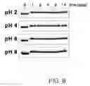 Fig. 08 - Nuclease-resistant DNA analogues