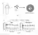 Fig. 27 - Compositions and methods for the delivery of nucleic acids