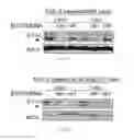 Fig. 28 - Compositions and methods for the delivery of nucleic acids