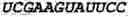 Fig. 100 - Oligonucleotide duplexes comprising DNA-like and RNA-like nucleotides and uses thereof