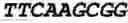 Fig. 103 - Oligonucleotide duplexes comprising DNA-like and RNA-like nucleotides and uses thereof