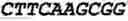 Fig. 137 - Oligonucleotide duplexes comprising DNA-like and RNA-like nucleotides and uses thereof