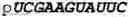 Fig. 151 - Oligonucleotide duplexes comprising DNA-like and RNA-like nucleotides and uses thereof