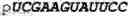 Fig. 158 - Oligonucleotide duplexes comprising DNA-like and RNA-like nucleotides and uses thereof