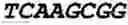 Fig. 167 - Oligonucleotide duplexes comprising DNA-like and RNA-like nucleotides and uses thereof