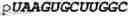 Fig. 182 - Oligonucleotide duplexes comprising DNA-like and RNA-like nucleotides and uses thereof