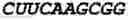 Fig. 202 - Oligonucleotide duplexes comprising DNA-like and RNA-like nucleotides and uses thereof