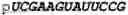 Fig. 205 - Oligonucleotide duplexes comprising DNA-like and RNA-like nucleotides and uses thereof