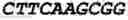 Fig. 24 - Oligonucleotide duplexes comprising DNA-like and RNA-like nucleotides and uses thereof
