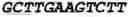 Fig. 27 - Oligonucleotide duplexes comprising DNA-like and RNA-like nucleotides and uses thereof