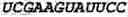 Fig. 41 - Oligonucleotide duplexes comprising DNA-like and RNA-like nucleotides and uses thereof