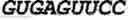 Fig. 63 - Oligonucleotide duplexes comprising DNA-like and RNA-like nucleotides and uses thereof