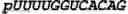 Fig. 64 - Oligonucleotide duplexes comprising DNA-like and RNA-like nucleotides and uses thereof
