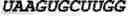 Fig. 91 - Oligonucleotide duplexes comprising DNA-like and RNA-like nucleotides and uses thereof