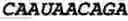 Fig. 92 - Oligonucleotide duplexes comprising DNA-like and RNA-like nucleotides and uses thereof
