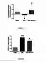 Fig. 04 - AGONISTS OF DDAH1 FOR TREATING ENDOTHELIAL DYSFUNCTION
