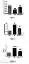 Fig. 05 - AGONISTS OF DDAH1 FOR TREATING ENDOTHELIAL DYSFUNCTION