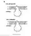 Fig. 03 - Dnazyme for silencing the expression of EGFR