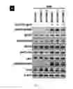 Fig. 06 - Dnazyme for silencing the expression of EGFR