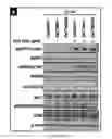 Fig. 07 - Dnazyme for silencing the expression of EGFR