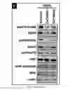 Fig. 08 - Dnazyme for silencing the expression of EGFR