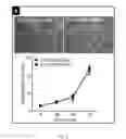 Fig. 10 - Dnazyme for silencing the expression of EGFR