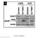 Fig. 14 - Dnazyme for silencing the expression of EGFR