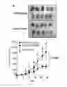 Fig. 16 - Dnazyme for silencing the expression of EGFR