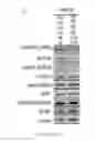 Fig. 22 - Dnazyme for silencing the expression of EGFR