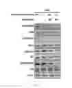 Fig. 23 - Dnazyme for silencing the expression of EGFR